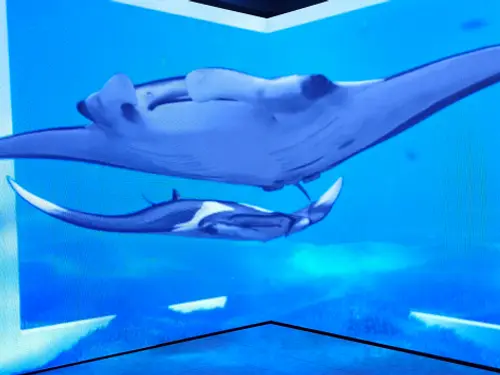 ห้อง Immersive LED แบบมุม แสดงภาพใต้ทะเล